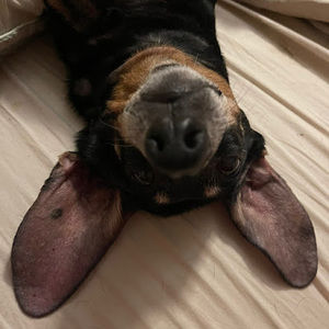 Meet your Posher, Doodle le